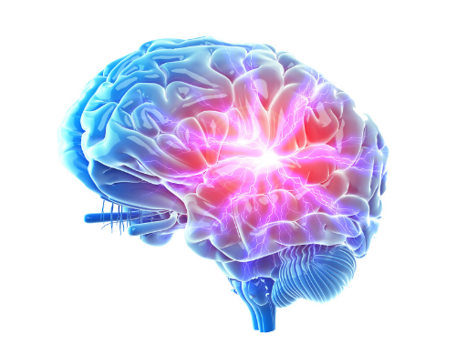 brain-central-nervous-system