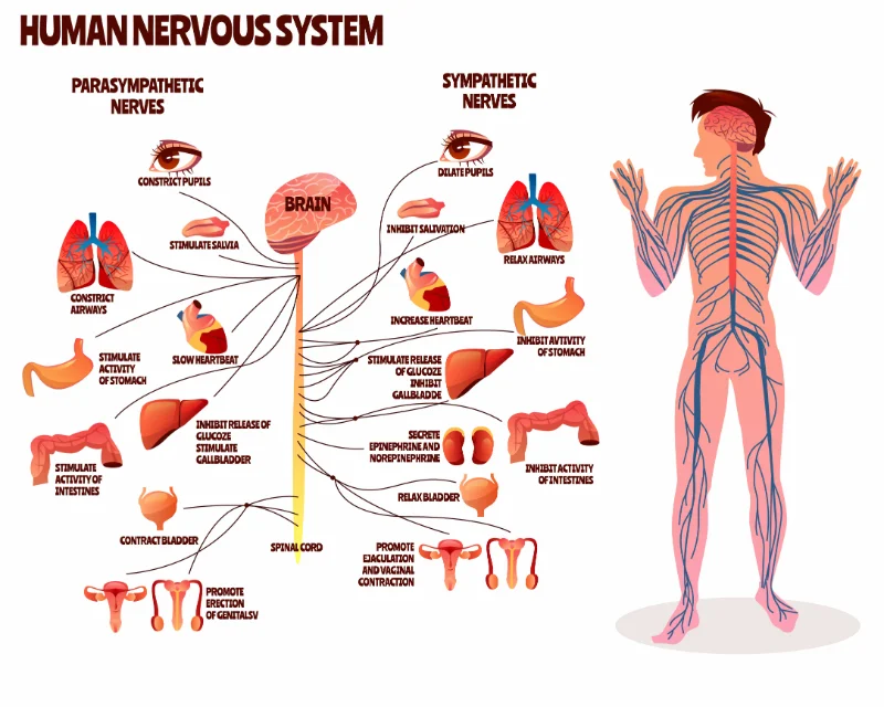 a graphic depicting the human nervous system as it relates to trying to get rid of metallic taste