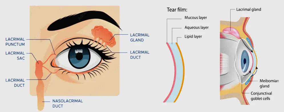 A graphic depicting the layers of the tear film which acts as the first point of contact for Xiidra when applied to the eye.