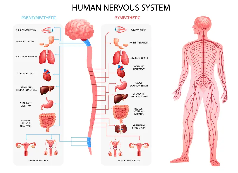 A graphic detailing the difference between the parasympathetic and sympathetic nervous systems as they relate to a bitter taste in mouth.